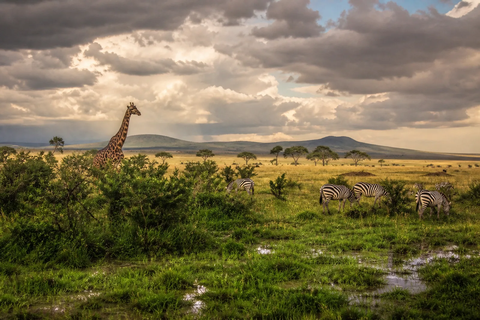 Best Time to Visit Kenya for Safari: Month-by-Month Guide