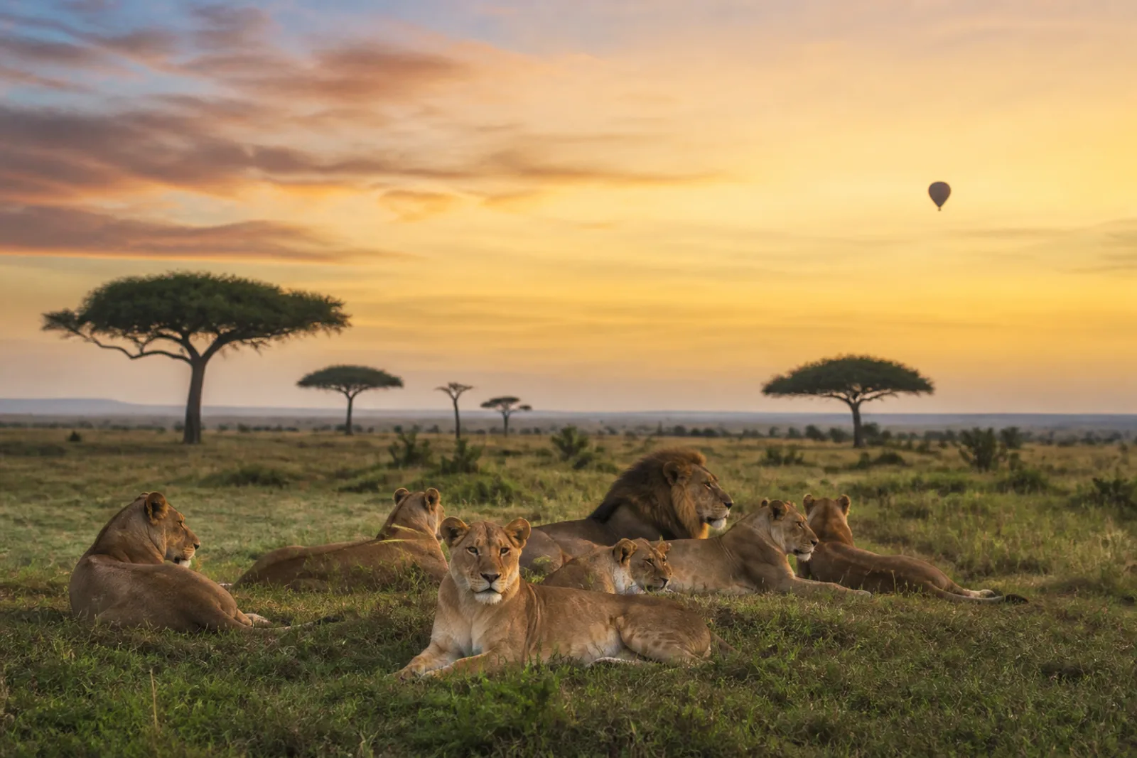 Masai Mara Safari Guide: Planning the Perfect First Visit