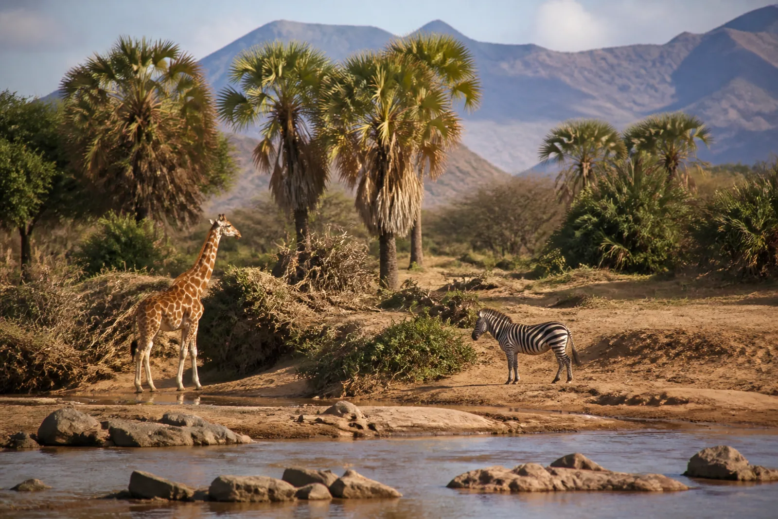 Samburu Safari Guide: Kenya's Wild Northern Circuit