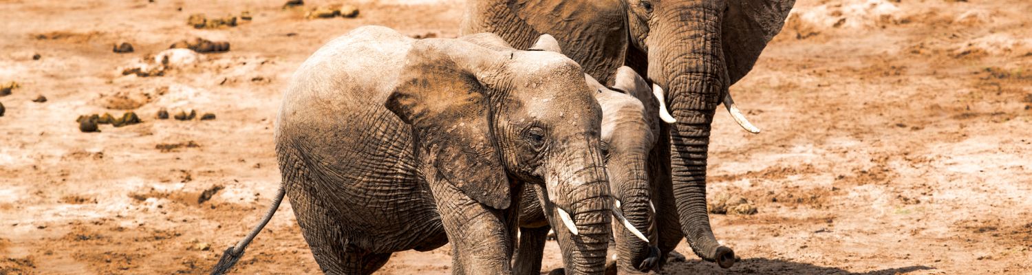 13 Days Kenya – Tanzania Safari