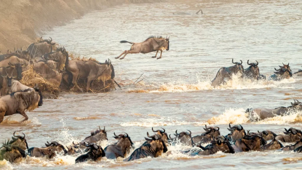 Kenya Safari Packages: How to Choose the Perfect Trip