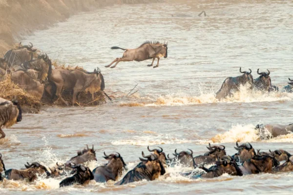 Great Migration Spectacle (Kenya Safari)