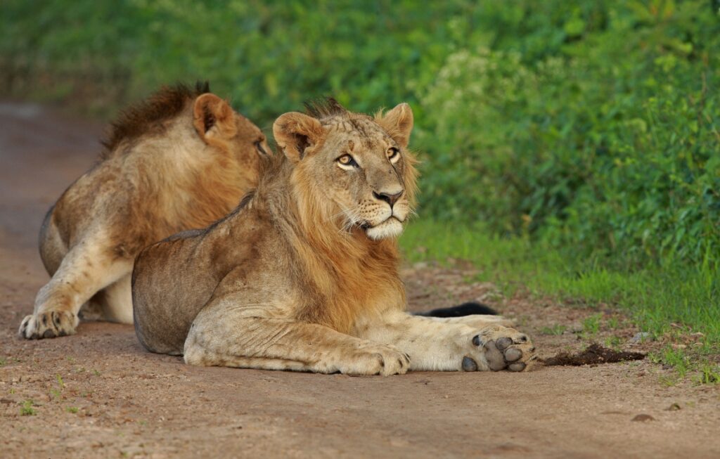 Nairobi National Park Safari (7 Days / Full-Day Game Drive)