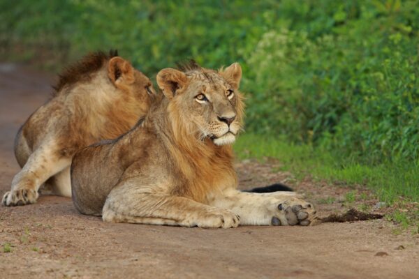 Nairobi National Park Safari (7 Days / Full-Day Game Drive)